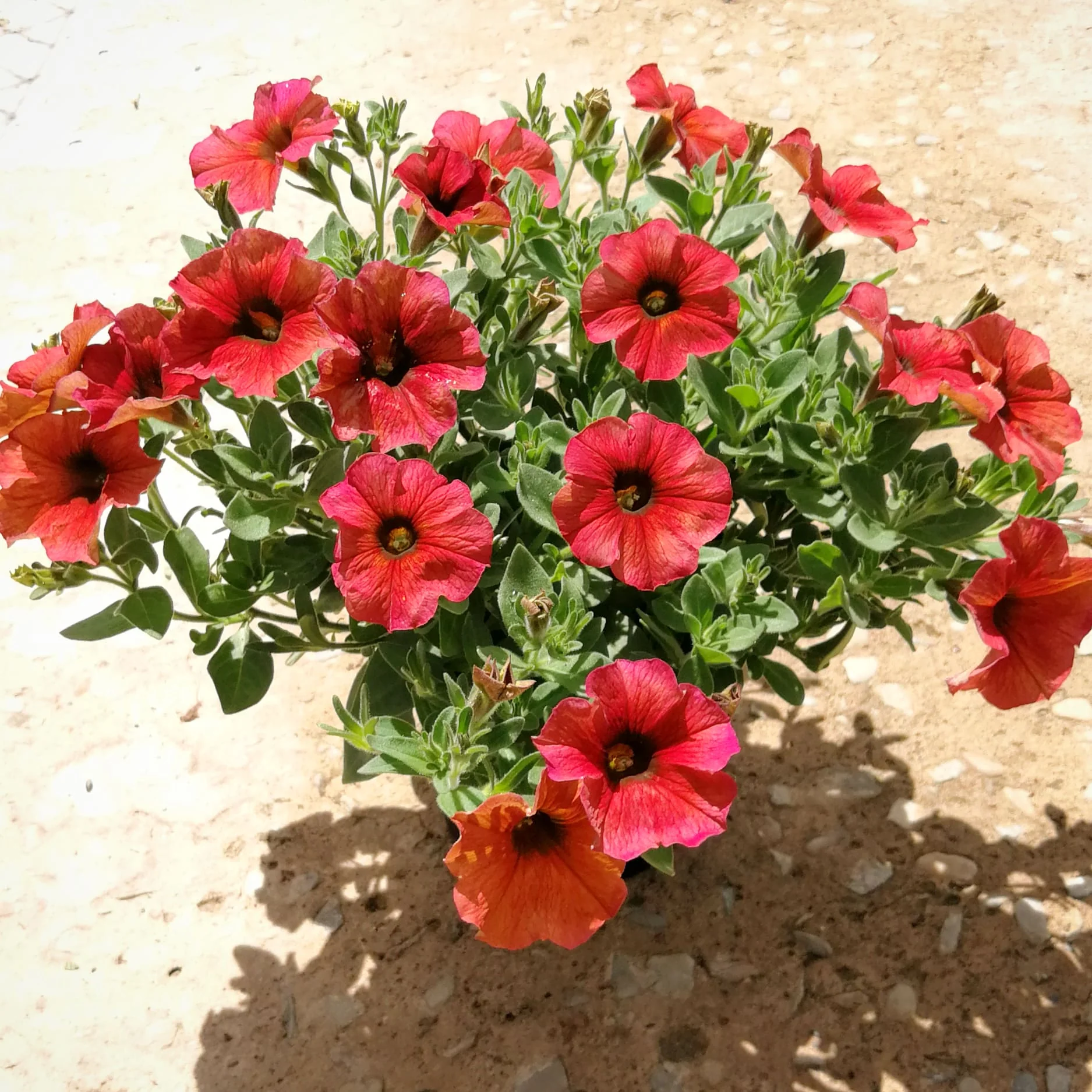 Petunia 15cm Pot