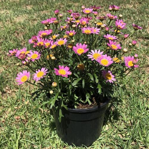 Brachyscome 15cm Pot - Mini Daisy