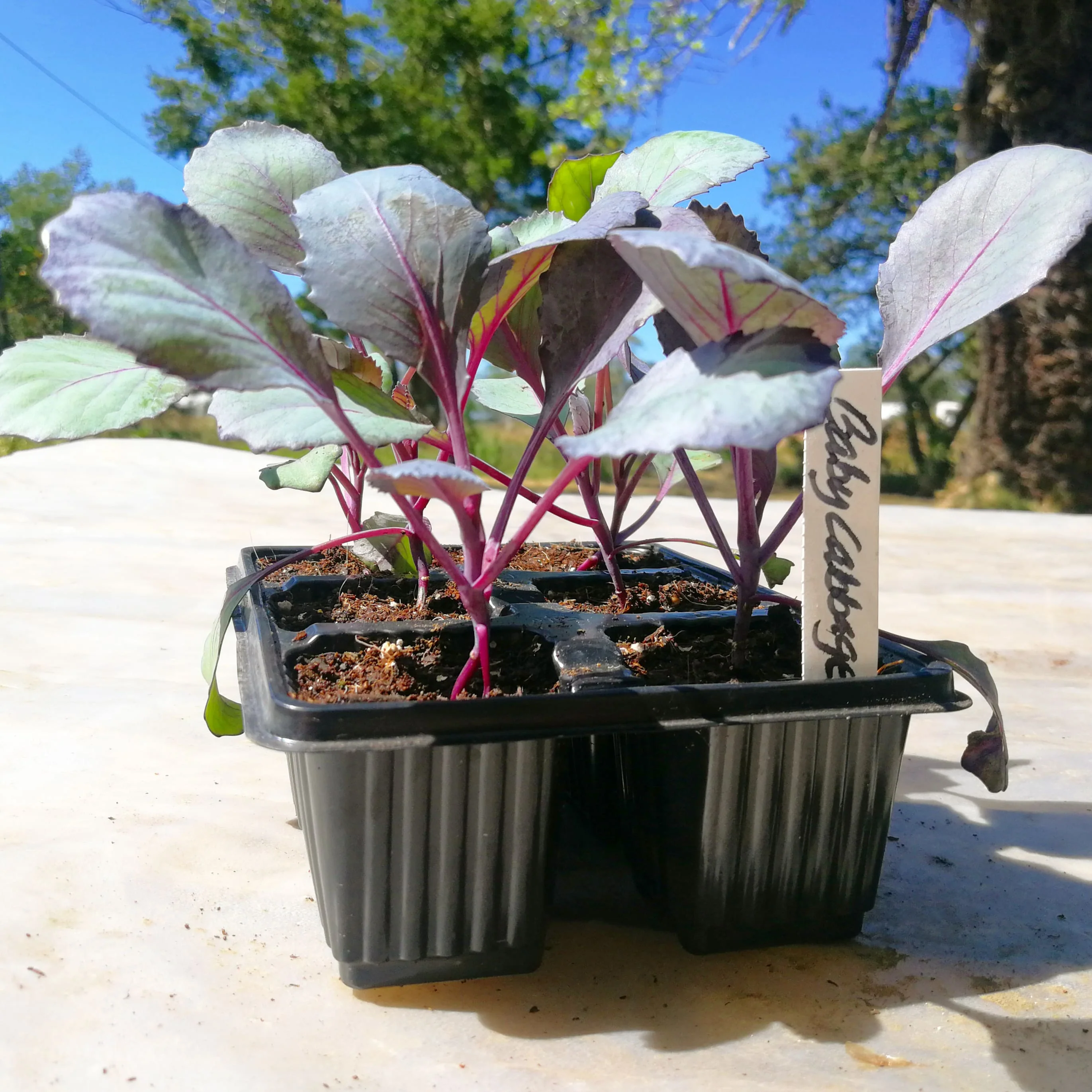 Red Baby Cabbage 6 pack