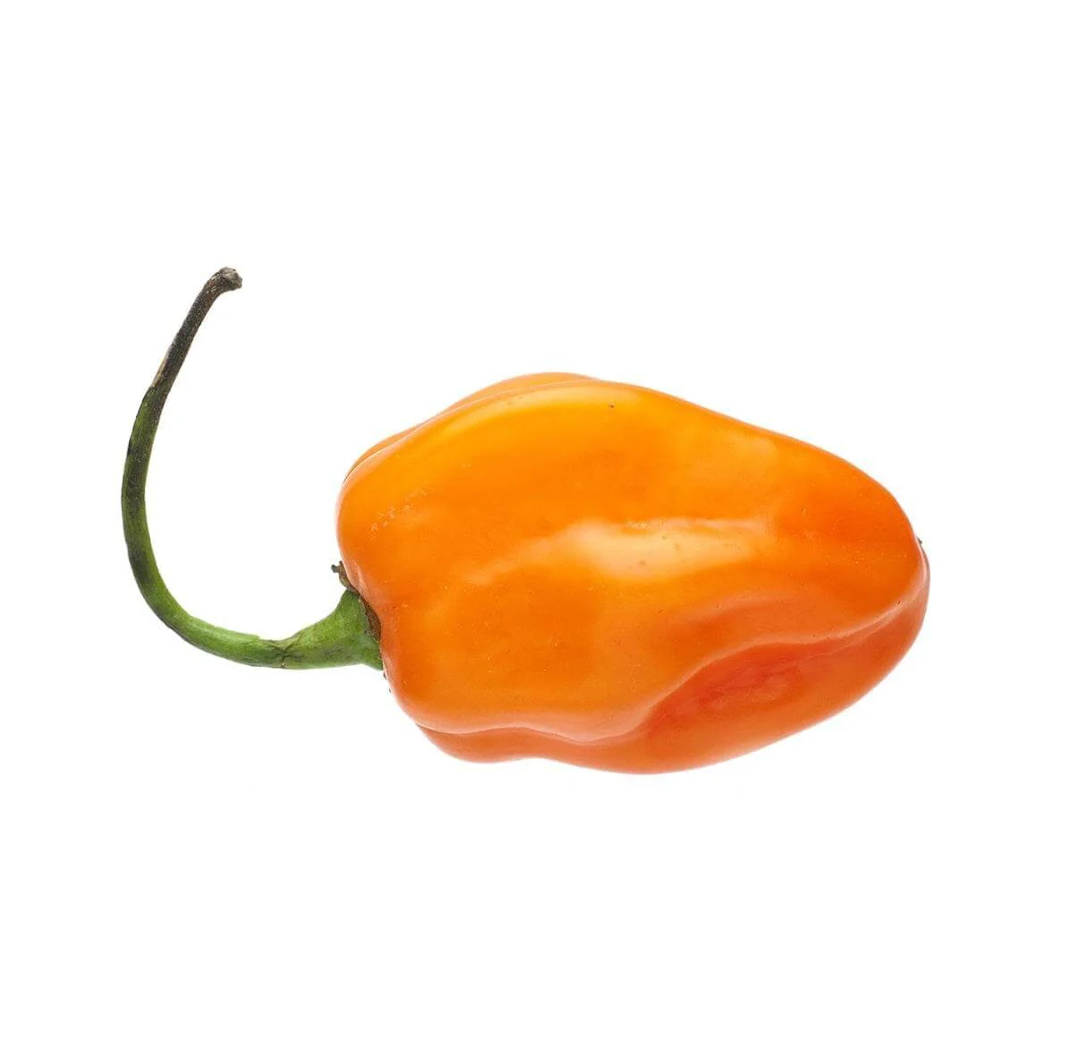 Chilli Peppers 6 pack - Habanero