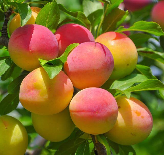 Apricot Tree - Bulida