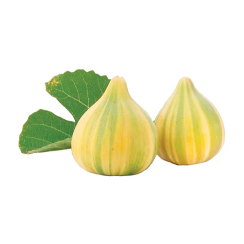 Fig Tree - Tiger