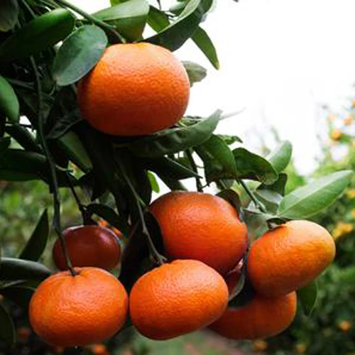 Naartjie Tree - Nova