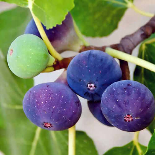 Fig Tree - Southern Black