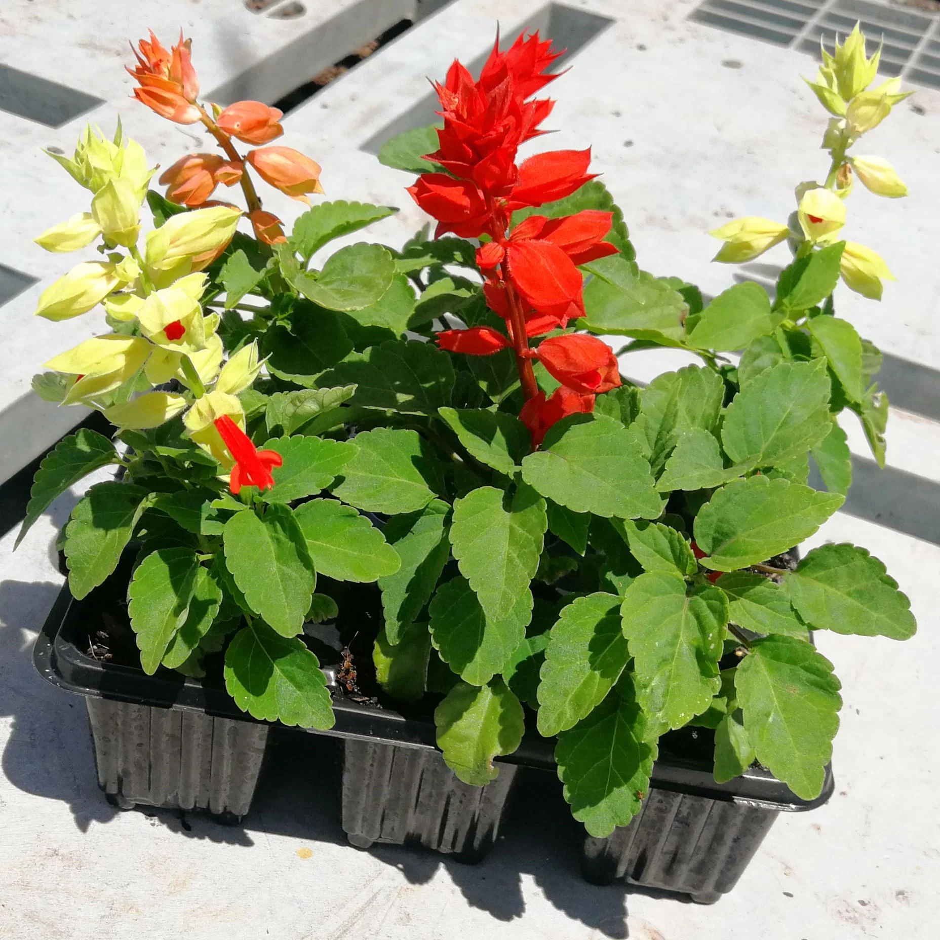 Salvia 6 pack - Mix