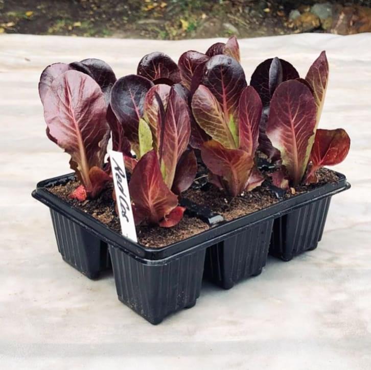 Lettuce 6 pack - Red Cos
