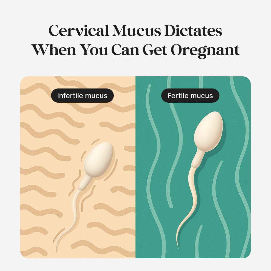 Fertility Tracker with Free App, Gold, Predicts Fertile Window