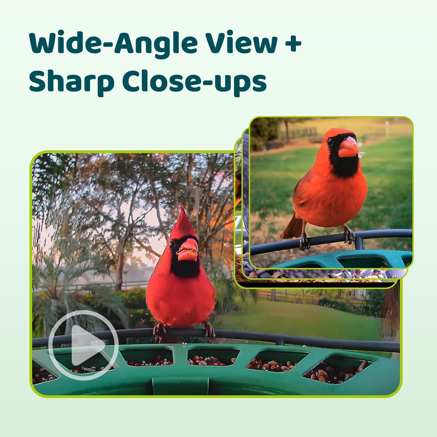 Birdfy 2 Smart Bird Feeder with Camera, Dual Lens, Solar Powered, AI Bird ID