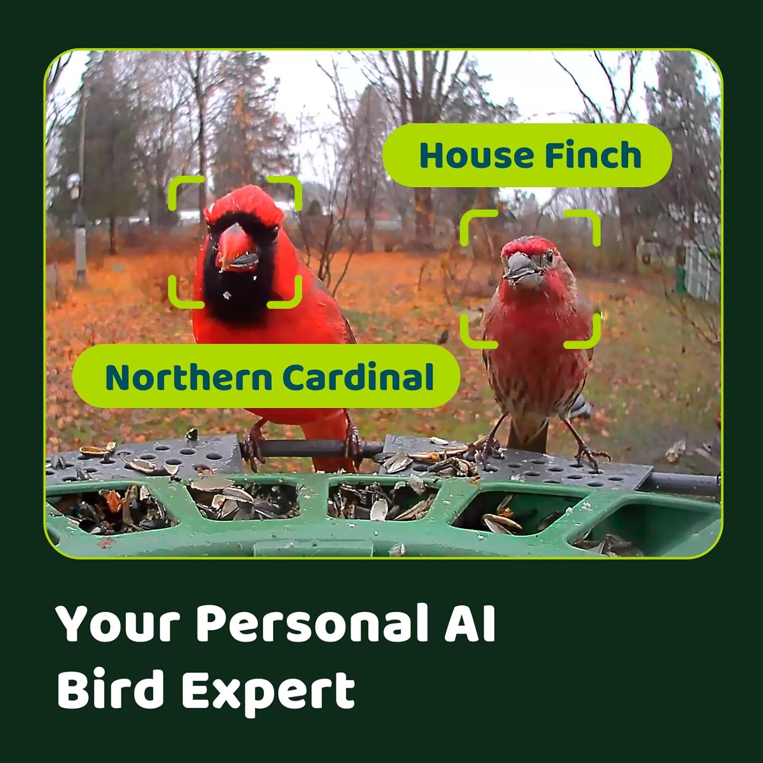 Birdfy 2 Smart Bird Feeder with Camera, Dual Lens, Solar Powered, AI Bird ID