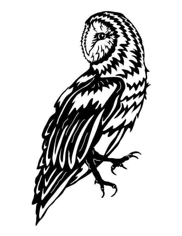 Owl