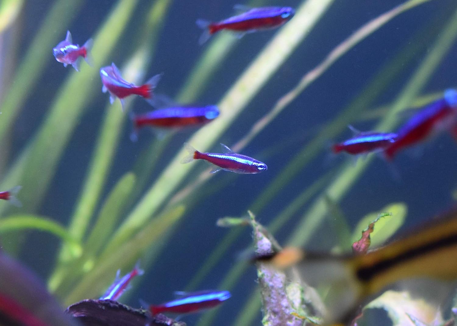 Fresh and Saltwater Conditioner - Chemical Remover and Detoxifier 20L / 5.3 gal