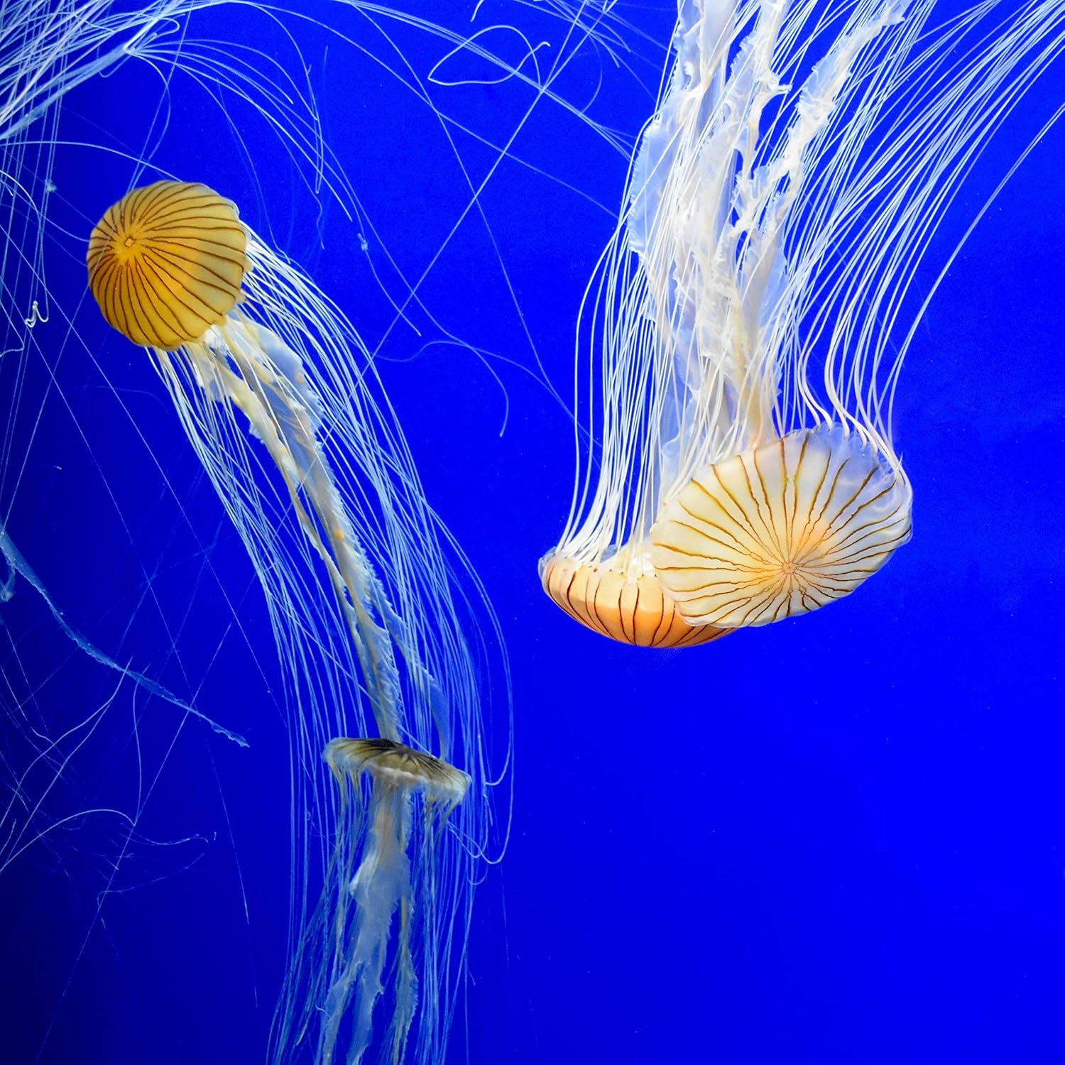 Fresh and Saltwater Conditioner - Chemical Remover and Detoxifier 20L / 5.3 gal