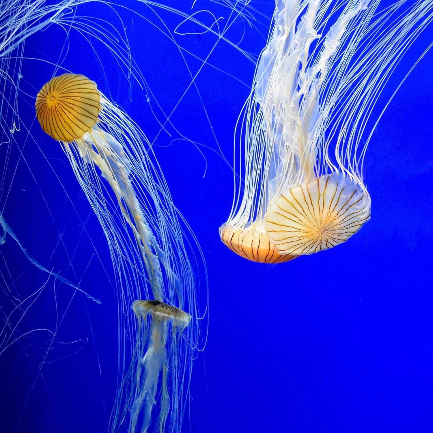 Fresh and Saltwater Conditioner - Chemical Remover and Detoxifier 20L / 5.3 gal