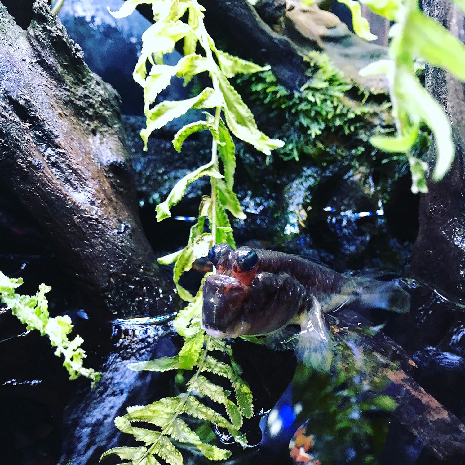 Fresh and Saltwater Conditioner - Chemical Remover and Detoxifier 20L / 5.3 gal