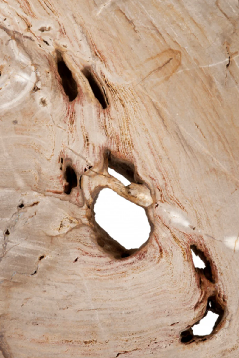 Luxury Art Deco Designer Coffee Table in Petrified Wood - Living Room Salon Table - Limited Edition