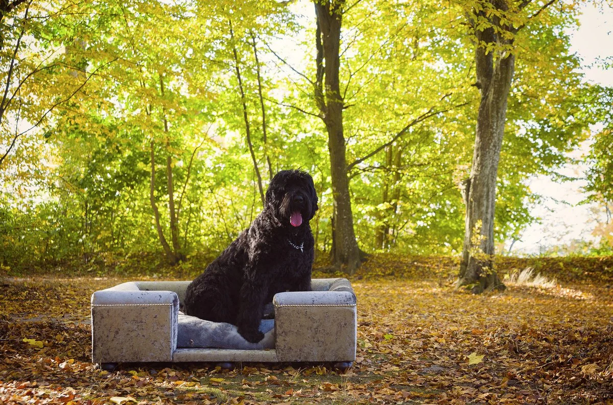 Luxury dog ​​bed gray pattern / dark brown / gray 120 x 90 x H. 37 cm - Modern rectangular dog bed with cushions - Luxury dog ​​furniture - Luxury pet furniture